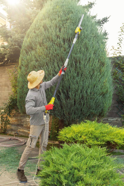 Best Palm Tree Trimming  in Rogersville, TN